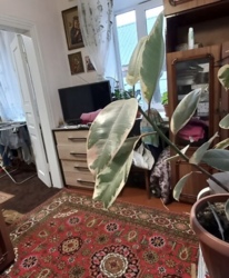 Продам будинок біля Телецентру в м.Кропивницький фото 11 Продам будинок біля Телецентру в м.Кропивницький фото 11