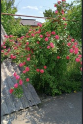 ������ ������� �� ���� ��������� � �. ������������� ���� 11