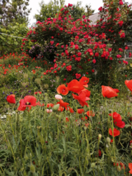 Продам будинок на Великій Балці у Кропивницькому фото 13 Продам будинок на Великій Балці у Кропивницькому фото 13