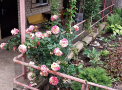 Продам будинок на Великій Балці у Кропивницькому фото 6 Продам будинок на Великій Балці у Кропивницькому фото 6