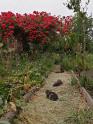 Продам будинок на Великій Балці у Кропивницькому фото 11 Продам будинок на Великій Балці у Кропивницькому фото 11