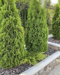 Продается шикарный дов за городом, под Одессой на 27 сотках земли. фото 5 Продается шикарный дов за городом, под Одессой на 27 сотках земли. фото 5