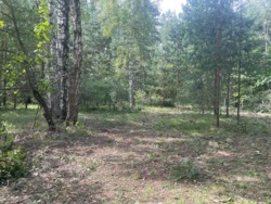 Продаж дачі під реконструкцію, сосновий ліс, 300м.до води фото 9 Продаж дачі під реконструкцію, сосновий ліс, 300м.до води фото 9