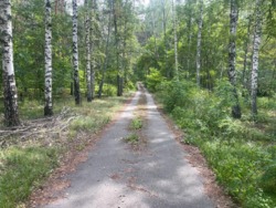 Продаж дачі під реконструкцію, сосновий ліс, 300м.до води фото 3 Продаж дачі під реконструкцію, сосновий ліс, 300м.до води фото 3