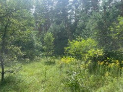 Продаж дачі під реконструкцію, сосновий ліс, 300м.до води фото 5 Продаж дачі під реконструкцію, сосновий ліс, 300м.до води фото 5