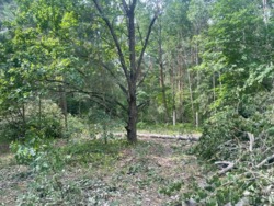 Продаж дачі під реконструкцію, сосновий ліс, 300м.до води фото 6 Продаж дачі під реконструкцію, сосновий ліс, 300м.до води фото 6