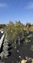 Новий одно-пов. сучасний будинок у с. Ходосівка. 160м² + терраса 50м² фото 15 Новий одно-пов. сучасний будинок у с. Ходосівка. 160м² + терраса 50м² фото 15