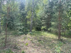 Продаж дачі під реконструкцію, сосновий ліс, 300м.до води фото 7 Продаж дачі під реконструкцію, сосновий ліс, 300м.до води фото 7