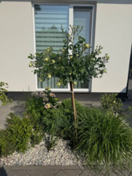 Продаж сучасного будинку в с.Станишівка. фото 19 Продаж сучасного будинку в с.Станишівка. фото 19