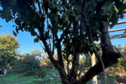 ��������� ������� �������, ����������� (���������), ����� ���� 5