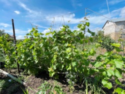 Продаж земельної ділянки з садовим будинком біля моря в м.Чорноморськ! фото 10 Продаж земельної ділянки з садовим будинком біля моря в м.Чорноморськ! фото 10