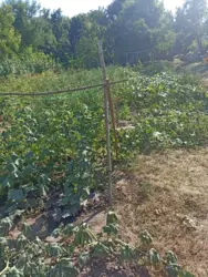 Будинок з великою ділянкою до річки фото 3 Будинок з великою ділянкою до річки фото 3