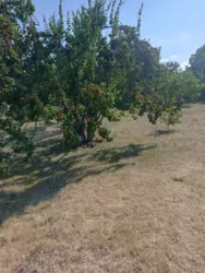 Будинок з великою ділянкою до річки фото 5 Будинок з великою ділянкою до річки фото 5