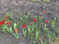 Продам жилу дачу в СТ 'Радист'. 20 соток. фото 6 Продам жилу дачу в СТ 'Радист'. 20 соток. фото 6