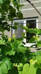 ������ ������� �-� ������ ������� ������ ���� 19