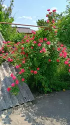 ������� 56 �²,������ ���� 15