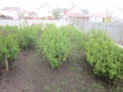 Продается дом 9 проїзд Верейського, Хмельницкий, Хмельницкая, Ружичная фото 7 Продается дом 9 проїзд Верейського, Хмельницкий, Хмельницкая, Ружичная фото 7