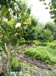 Продается дом Маресьєва, Хмельницкий, Хмельницкая, Загот Зерно фото 1 Продается дом Маресьєва, Хмельницкий, Хмельницкая, Загот Зерно фото 1