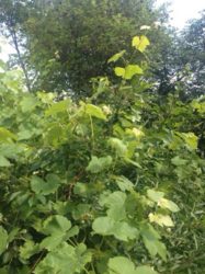 Продается дом Заярна, Книжківці, Хмельницкий, Хмельницкая фото 12 Продается дом Заярна, Книжківці, Хмельницкий, Хмельницкая фото 12