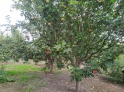 Продается дом Проїзд другий 'Мрії', Хмельницкий, Хмельницкая, Дубово, Мечта фото 54 Продается дом Проїзд другий 'Мрії', Хмельницкий, Хмельницкая, Дубово, Мечта фото 54