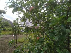 Продается дом Проїзд другий 'Мрії', Хмельницкий, Хмельницкая, Дубово, Мечта фото 58 Продается дом Проїзд другий 'Мрії', Хмельницкий, Хмельницкая, Дубово, Мечта фото 58