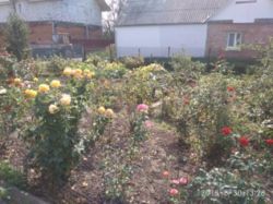 ������ ������� ���� 5