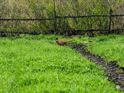 ������ ������� , ������� 20� , ���������� �-� ���� 26