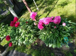 ��������� ������� 86-� ������, ���, ����������, ��������, �. �������� ���� 14