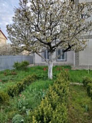Продается дом Одесса, Одесская, Суворовский фото 16 Продается дом Одесса, Одесская, Суворовский фото 16