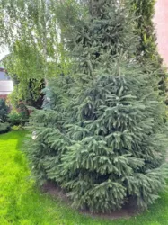 ��������� ������� ��� �������� ���., �����, �������, ������������ (������������), ����������� ���� 24