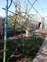 Пропонуємо до продажу дачу с.Протопопівка Біляївський р-н фото 11 Пропонуємо до продажу дачу с.Протопопівка Біляївський р-н фото 11