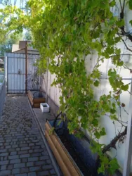 Продається будинок участок, Маяки, Біляївський, Одеська фото 26 Продається будинок участок, Маяки, Біляївський, Одеська фото 26