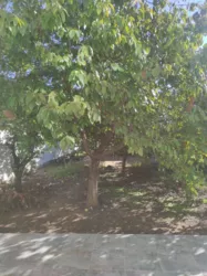 ��������� ������� ��������, ������� (����������), �������������, ������� ���� 15