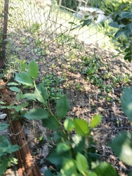 Недобудова на просторій ділянці в місті фото 8 Недобудова на просторій ділянці в місті фото 8