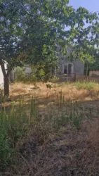 ������� 70 ��.�. �� ��������� ����� �����������. ���� 15