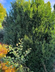 �������� ����.ֳ�� �� �� ������, ������ � ��������� ���� 9