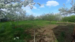Дачна ділянка з доміком та підвалом, с. Кошари, СТ Протовик фото 4 Дачна ділянка з доміком та підвалом, с. Кошари, СТ Протовик фото 4