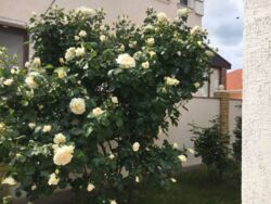 ������� ��� ���� � ������� ���������� ������� ������� ���� 16