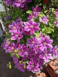 ��� ������� 80 ��.� 3 ������� ������ ������� �������� 6 ����� ���� 14