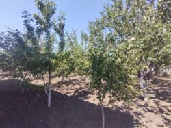 5 ���. �� �� ���. �������������� / ������. ˳���. ���� 9