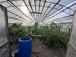 ������ ������� ĳ� �. �������, ������������� ����� � ������� 51 ��� ���� 27