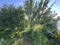 ������ ������� ĳ� �. �������, ������������� ����� � ������� 51 ��� ���� 28