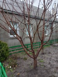 ��������� ������� ������ ���������, 3�, ��������, ���������, ������������ ���� 7