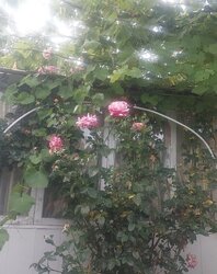 Продаж 1 поверхового будинку з гаражем і ділянкою на 6 соток, 49 кв. м фото 13 Продаж 1 поверхового будинку з гаражем і ділянкою на 6 соток, 49 кв. м фото 13
