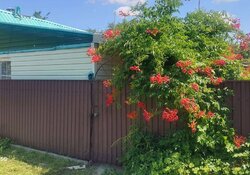 Продаж 1 поверхового будинку бесідка і ділянкою на 6 соток, 50 кв. м, 3 кімнати, на мас. Турбівський фото 2 Продаж 1 поверхового будинку бесідка і ділянкою на 6 соток, 50 кв. м, 3 кімнати, на мас. Турбівський фото 2