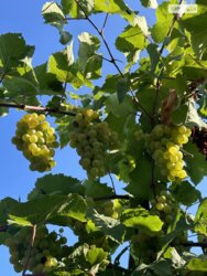 Продаж частини будинку по вул. Данила Нечая, 4 кімнати фото 8 Продаж частини будинку по вул. Данила Нечая, 4 кімнати фото 8