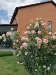 Продаж дуплекса фото 17 Продаж дуплекса фото 17