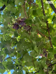 Продаж частини будинку по вул. Данила Нечая, 4 кімнати фото 7 Продаж частини будинку по вул. Данила Нечая, 4 кімнати фото 7