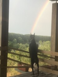 ��������� ������� ³�����, ³������� ���� 11