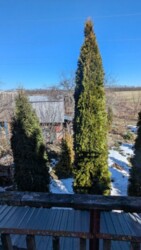 ��������� ������� ������, ����������, ³������� ���� 15